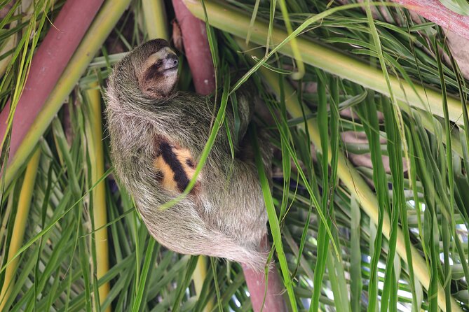 Maratopia. the Tropical Jungle Garden in Puerto Limón. - What To Expect