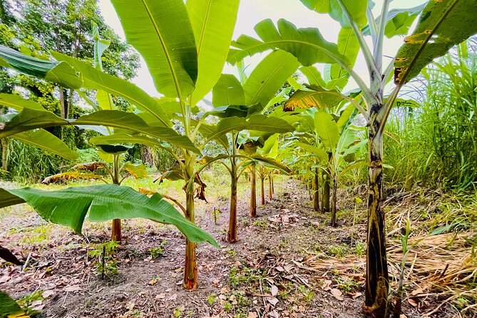 Maratopia. the Tropical Jungle Garden in Puerto Limón. - Reviews