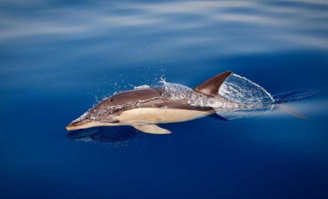 Marbella: Dolphin Watching Boat Tour - Inclusions