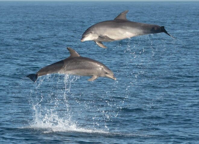 Marbella: Dolphin Watching Boat Tour - Guidelines