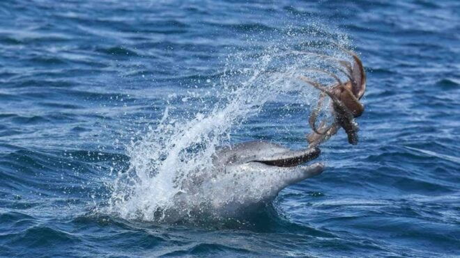 Marbella: Dolphin Watching Boat Tour - Booking Information