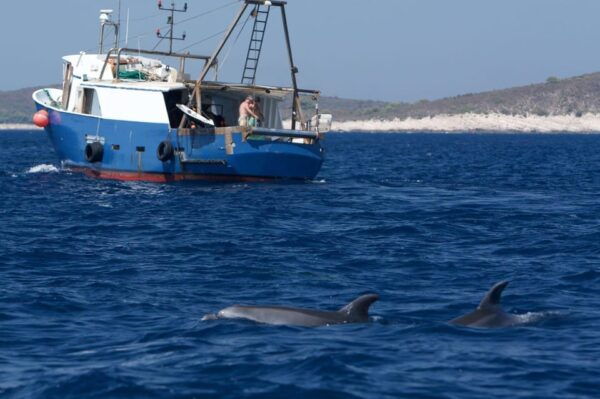 Marbella: Dolphin Watching Boat Tour - Group Rates and Cancellation