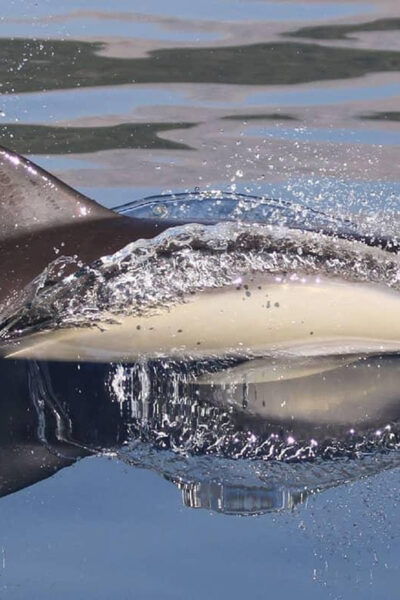 Marbella: Dolphin Watching Boat Tour - Local Marine Life