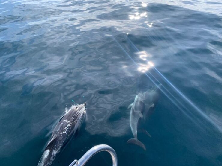 Marbella: Sailing & Dolphin Watching With Snacks and Drinks - Activity Details