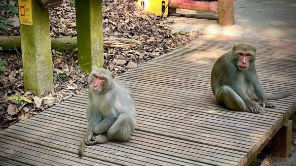 Marble Mountain - Monkey Mountain - Am Phu Cave Sunset Tour - Inclusions and Exclusions