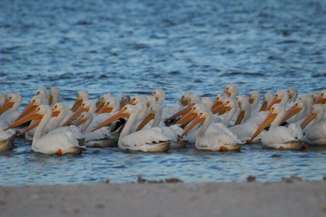 Marco Island: 10,000 Islands Shelling Tour by Boat - Customer Reviews