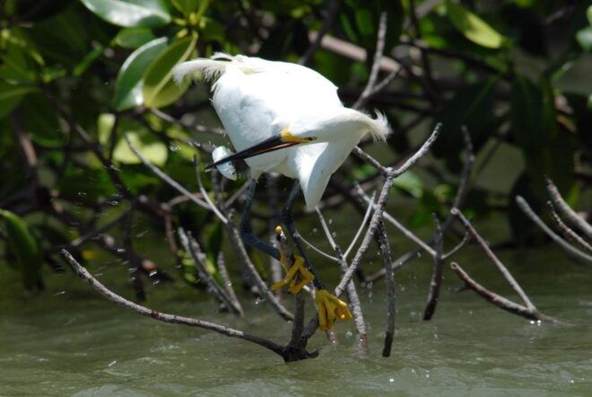 Marco Island: 1Ten Thousand Islands Dolphin & Shelling Tour - Duration and Availability