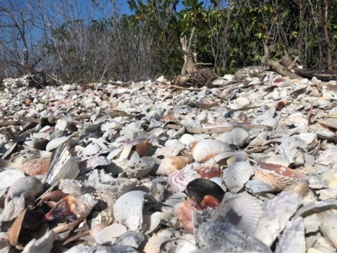 Marco Island: 1Ten Thousand Islands Dolphin & Shelling Tour - Wildlife Experience