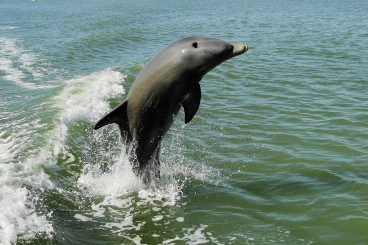 Marco Island: 2-Hour Dolphin, Birding, and Shelling Tour - Tour Duration and Language