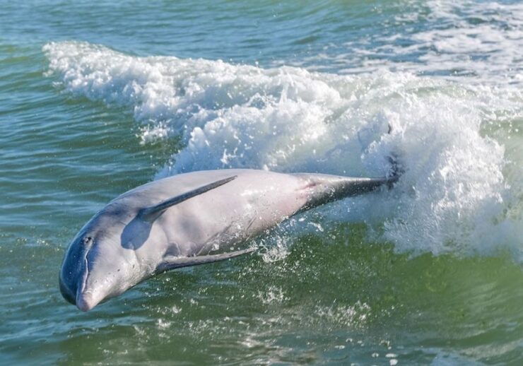 Marco Island: Boat Tour to Cape Romano and 10,000 Islands - Experience Highlights