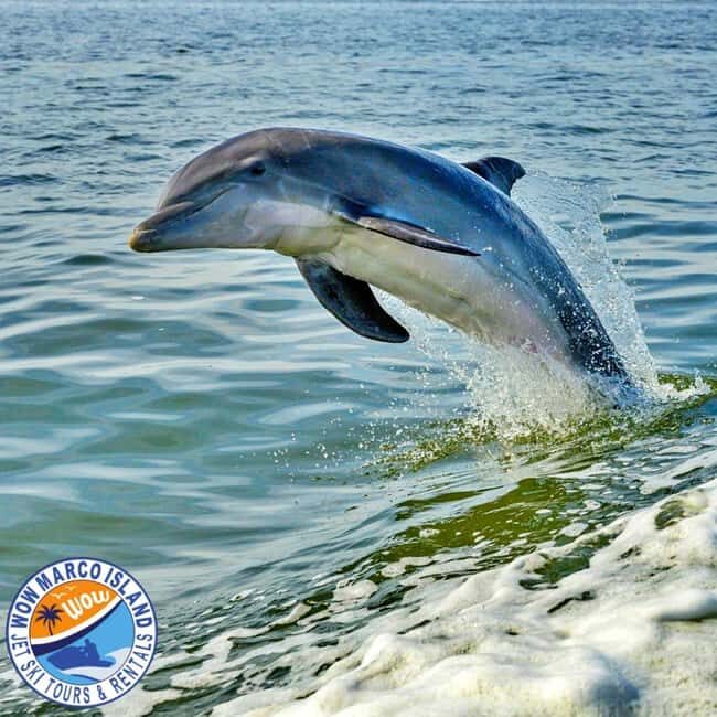 Marco Island: Dolphin Jet Ski Tour - The Complete Experience of the Marco Island Dolphin Jet Ski Tour