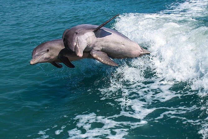 Marco Island Dolphin Watching & Tubing Adventure - Meeting Point and Practical Details
