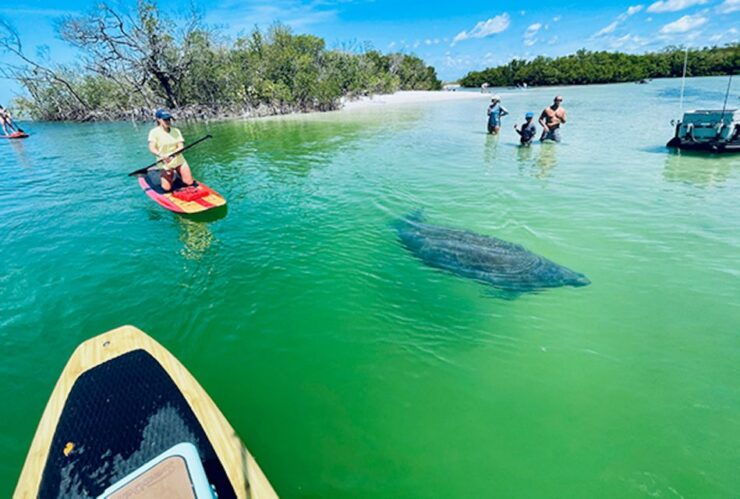 Marco Island: Guided Manatee-Watching Kayaking or SUP Tour - Activity Details