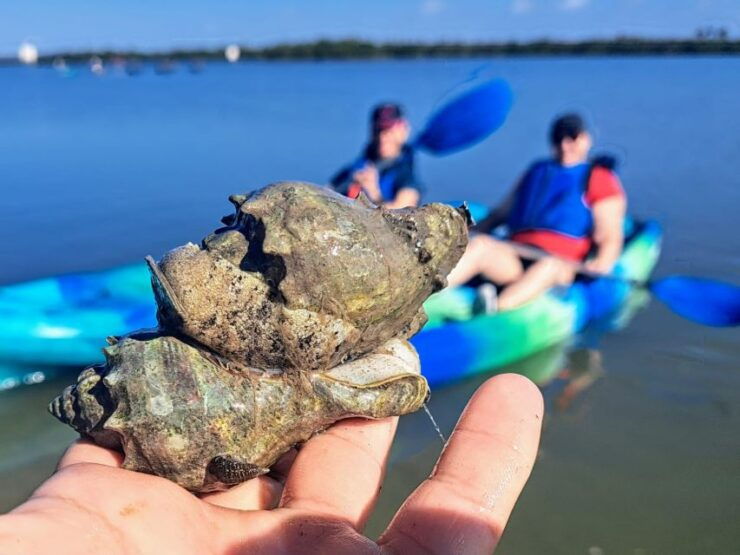 Marco Island: Kayak Mangrove Ecotour in Rookery Bay Reserve - Booking Details