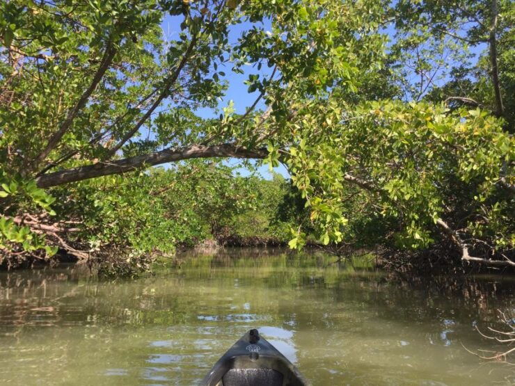 Marco Island: Mangrove Maze Kayak Tour (2hrs) - Booking Information