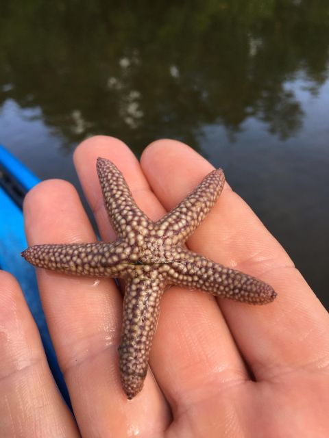 Marco Island: Mangrove Maze Kayak Tour (2hrs) - Tour Highlights
