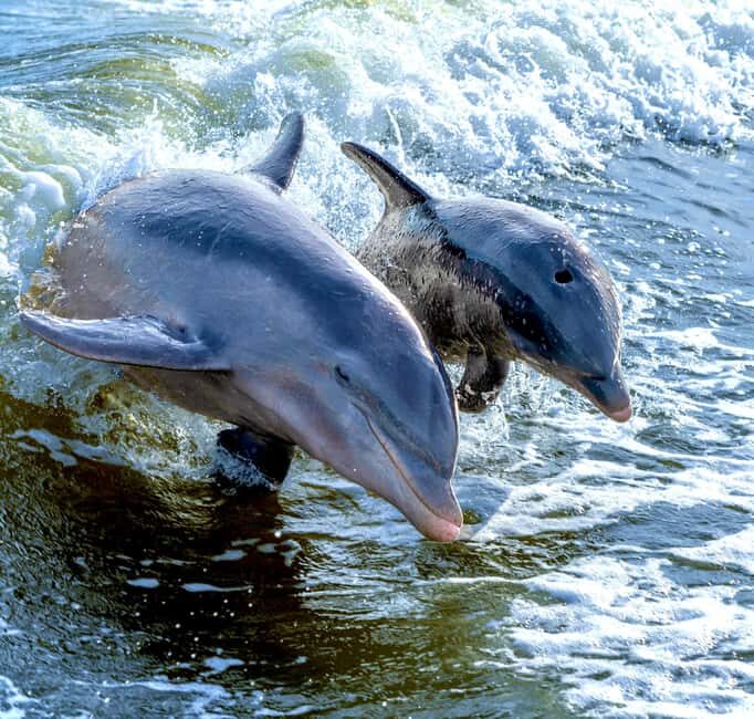 Marco Island: Private Shelling & Dolphin Excursion - Reviews: Authentic Insights from Travelers