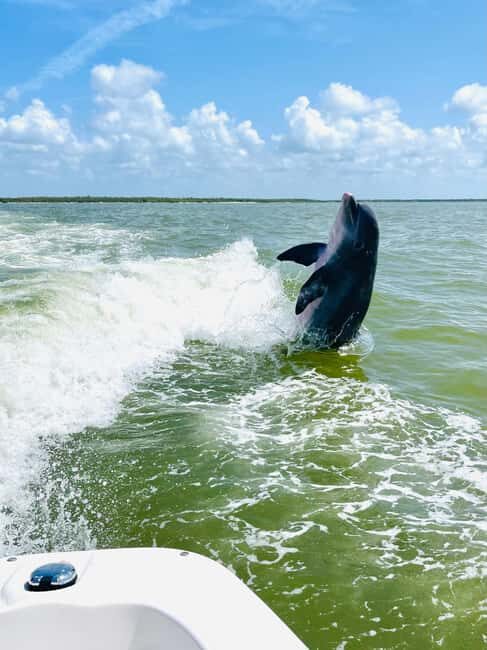 Marco Island: Private Shelling & Dolphin Excursion - The Sum Up