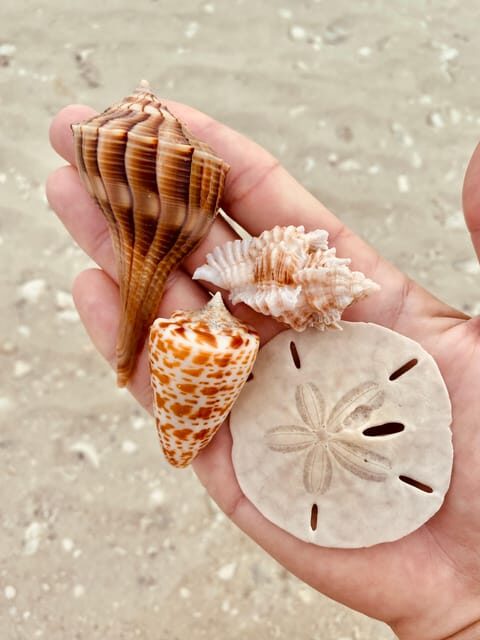 Marco Island: Private Shelling & Dolphin Excursion - FAQ