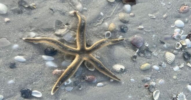 Marco Island: Sand Bar Shelling Guided Tour - Meeting Point and Transportation Options