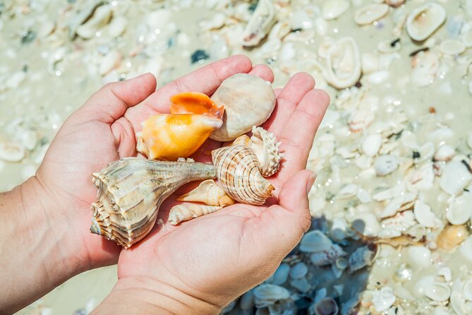 Marco Island Wildlife Sightseeing and Shelling Tour - Booking and Cancellation Policy