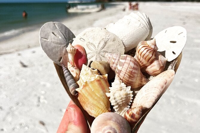 Marco Island Wildlife Sightseeing and Shelling Tour - The Sum Up