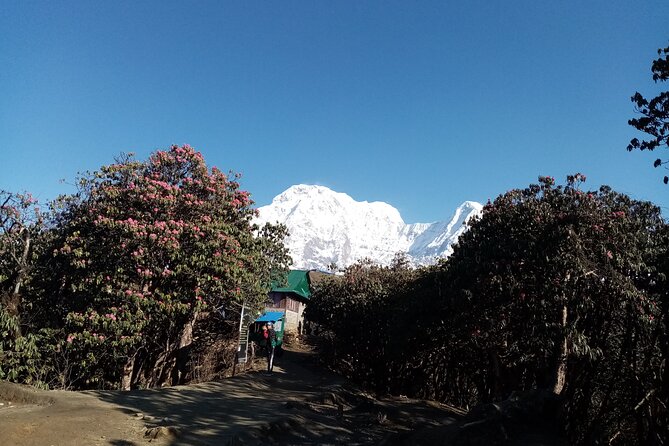 Mardi Himal Newly Discovered Trekking From Pokhara Nepal - Meeting Point and Pickup