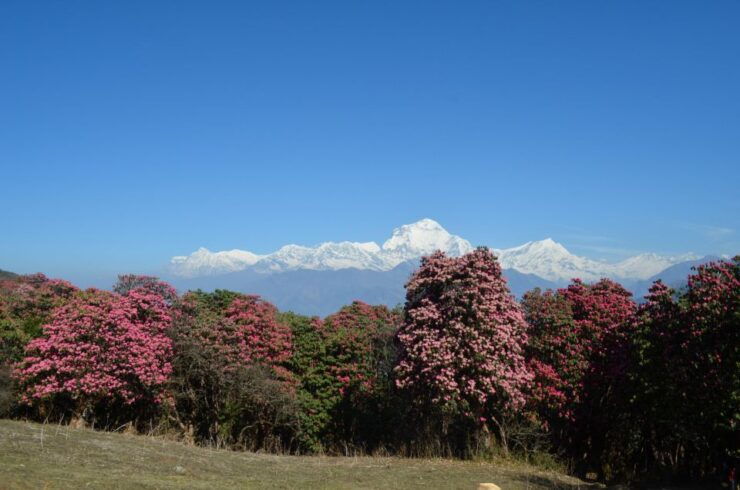 Mardi Himal & Poonhill : Annapurna Vista - Trek Itinerary Overview