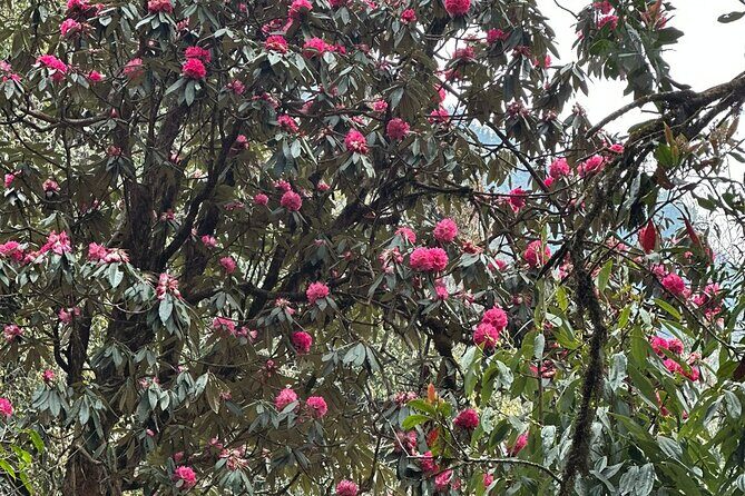 Mardi Himal Trek - 12 Days - Final Thoughts