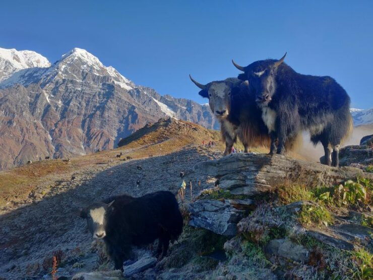 Mardi Himal Trek - Highlights of Mardi Himal Trek