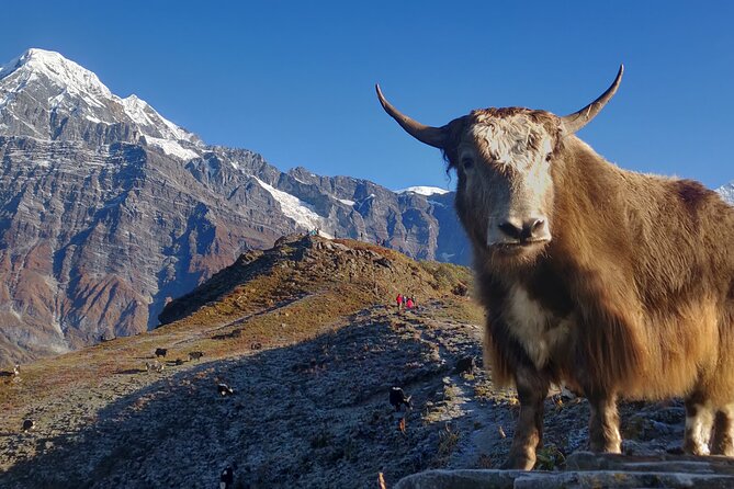 Mardi Himal Trek (5 Days) - Trek Highlights