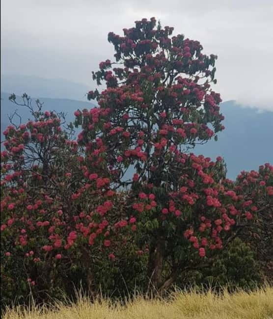 Mardi Himal Trek: Volunteering Tour - The Trekking Experience: Day-by-Day Breakdown