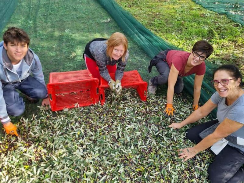 Maremma: Oil tasting with an aperitif of typical products - Good To Know