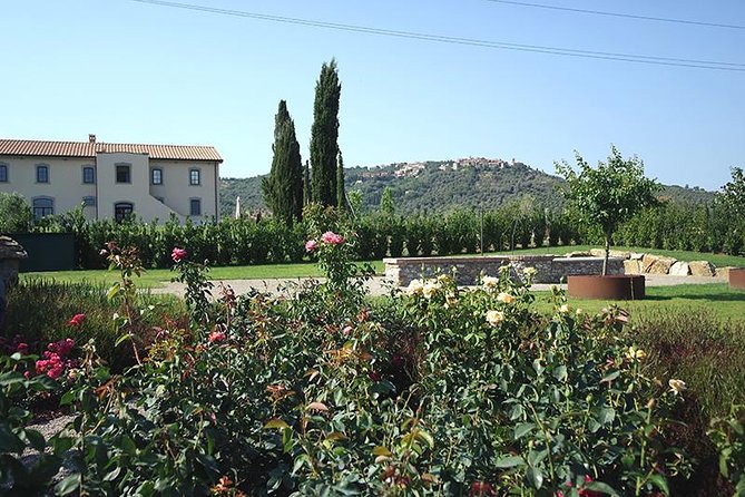 Maremma Winery Tour and Tasting  - Siena - Strolling Through Vineyards and Grape Varieties