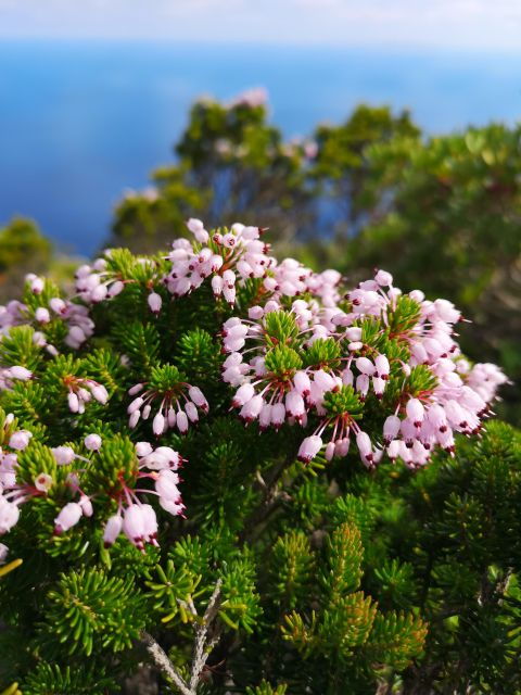 Marettimo Hiking and Nice Boat Tour to Visit Sea Caves - Preparing for the Excursion