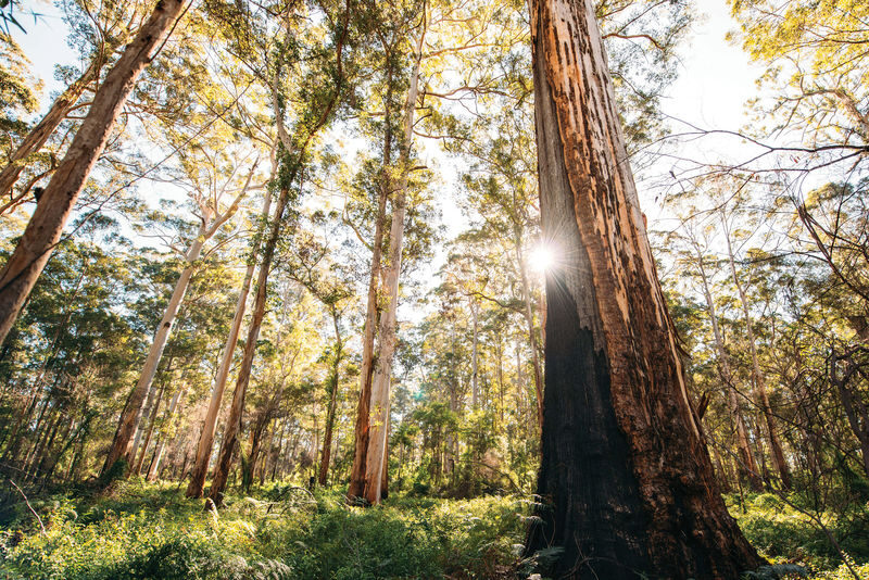 Margaret River 3 Days Escape Tour - Day one: Mandurah, timber craft and Busselton Jetty