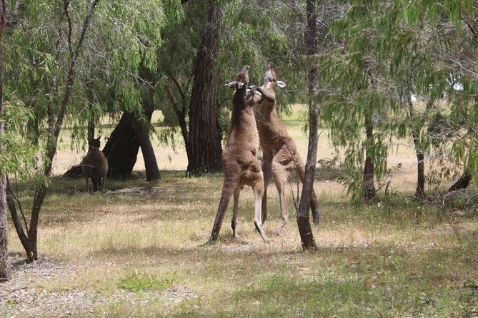 Margaret River Coastal and Wildlife Eco Trip From Busselton or Dunsborough - Common Questions