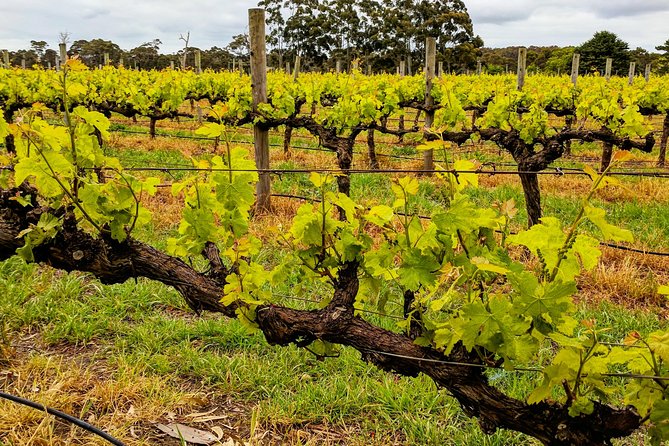 Margaret River Indulge and Discover Day Tour - Pricing and Availability
