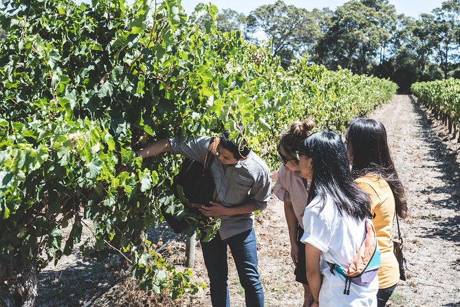 Margaret River Winery Tour and Tasting Including 7-Course Meal - Traveler Reviews
