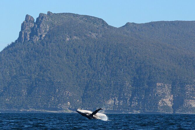 Maria Island 3 hours and 30 mins Scenic Cruise - Good To Know