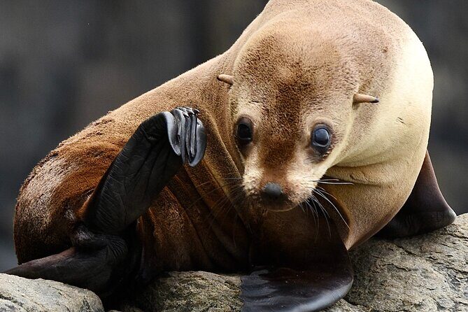 Maria Island 3 hours and 30 mins Scenic Cruise - The Sum Up