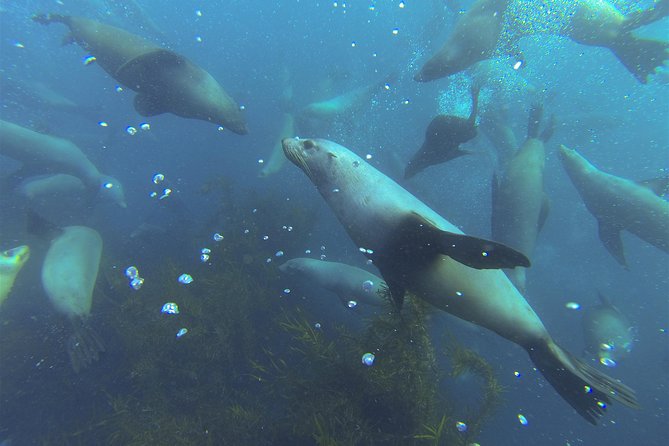 Maria Island Cruise and Guided Walk Day Tour With Lunch and Drinks - Tour Details and Logistics