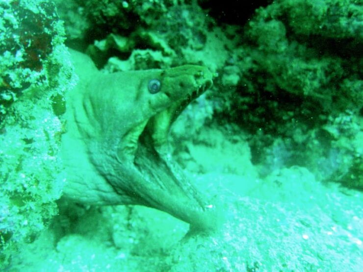 Marietas Island Snorkeling From Sayulita and Punta De Mita - Itinerary and Activities