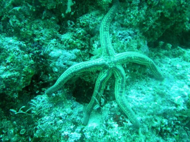 Marietas Island Snorkeling From Sayulita and Punta De Mita - Two Snorkeling Adventures