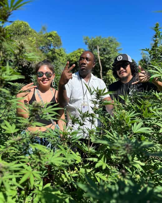 Marijuana Farm, Bamboo Rafting and Doctors Cave Beach Tour - Frequently Asked Questions