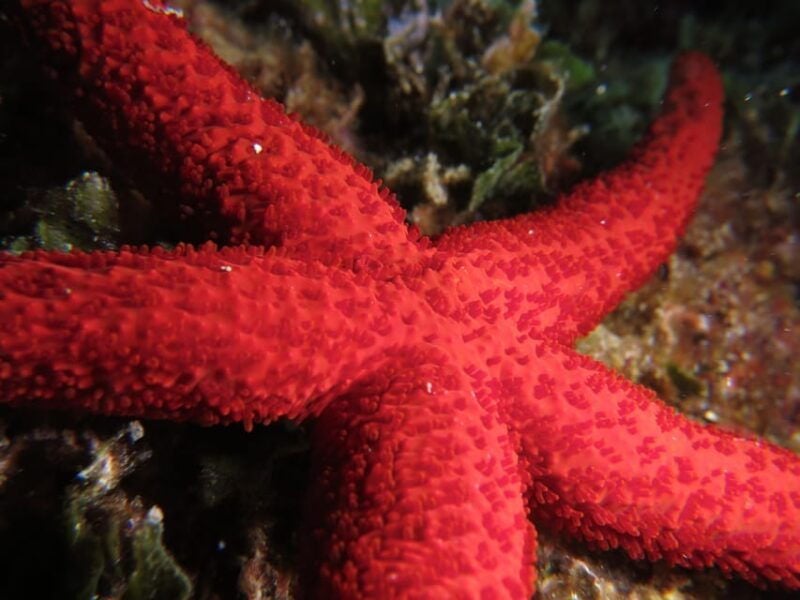 Marina Baie Des Anges Boat Trip to the Pelagos Sanctuary - Itinerary Details