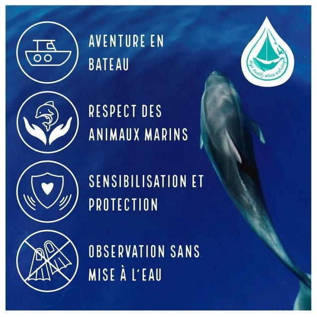 Marina Baie Des Anges Boat Trip to the Pelagos Sanctuary - Activities and Highlights