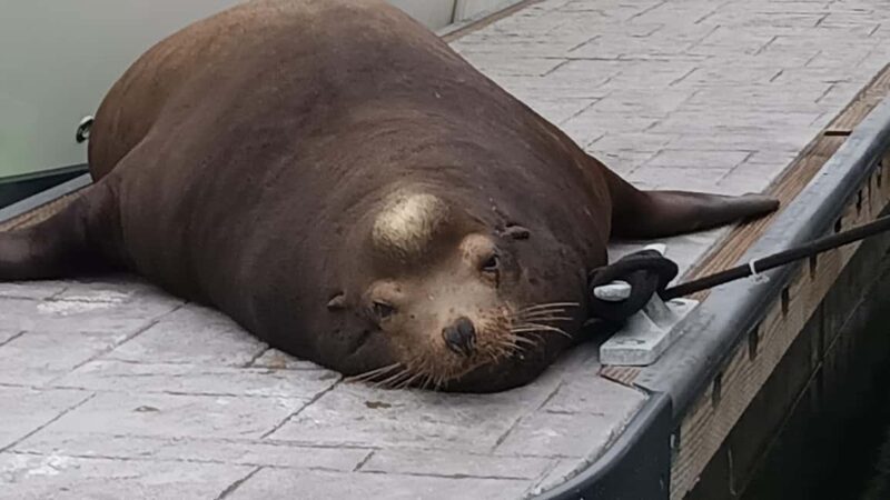 Marina del Rey: Boat Cruise with Wine, Charcuterie and Music - Pricing & Value