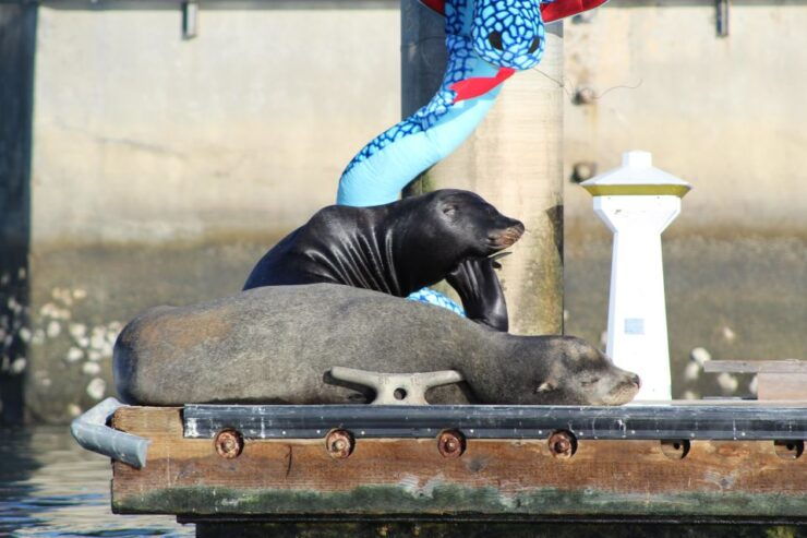 Marina Del Rey: Kayak and Paddleboard Tour With Sea Lions - Experience Highlights