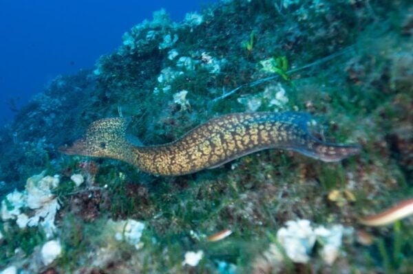 MARINA DI CAMPO: DIVING ON THE ISLAND OF ELBA AND PIANOSA - Inclusions: Boat Trip and Equipment